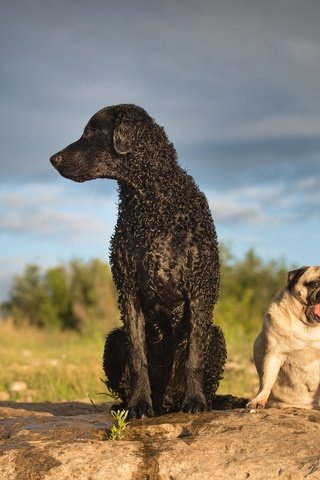 Обои собаки, мопс, ретривер, кёрли, курчавошёрстный ретривер, dogs, pug, retriever, curly, curtiosity retriever разрешение 2048x1365 Загрузить