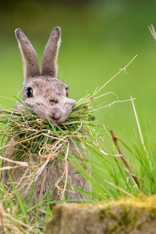 Обои трава, природа, фон, кролик, заяц, nesting rabbit, grass, nature, background, rabbit, hare разрешение 2048x1367 Загрузить