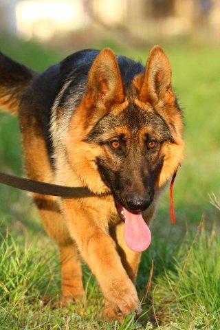 Обои собака, травка, язык, немецкая овчарка, поводок, dog, weed, language, german shepherd, leash разрешение 1920x1280 Загрузить