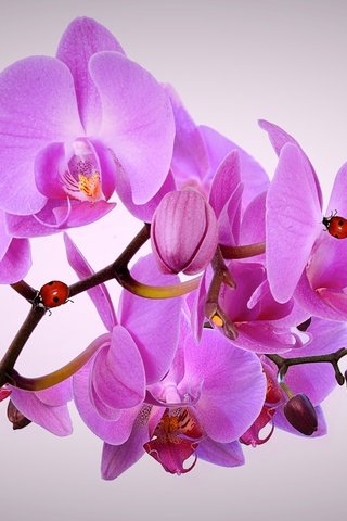 Обои цветы, ветка, насекомые, божьи коровки, орхидея, flowers, branch, insects, ladybugs, orchid разрешение 6496x3543 Загрузить