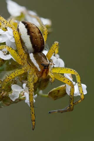 Обои ветка, природа, насекомое, фон, паук, цветки, охотник каёмчатый, branch, nature, insect, background, spider, flowers, hunter kamchatyi разрешение 2048x1365 Загрузить