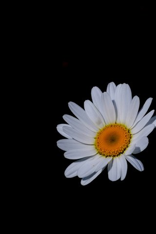 Обои цветок, лепестки, ромашка, черный фон, jazzmatica, flower, petals, daisy, black background разрешение 3746x2424 Загрузить