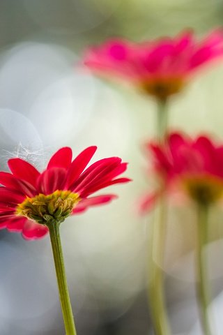 Обои цветы, лепестки, маргаритки, jazzmatica, flowers, petals, daisy разрешение 3402x2748 Загрузить