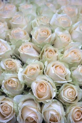 Обои цветы, бутоны, капли, розы, букет, охапка, flowers, buds, drops, roses, bouquet, bunch разрешение 2048x1365 Загрузить