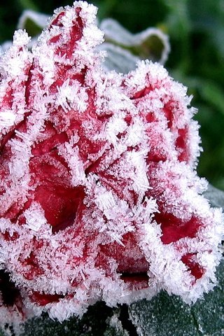 Обои листья, цветок, мороз, иней, роза, лепестки, лёд, leaves, flower, frost, rose, petals, ice разрешение 3840x2400 Загрузить