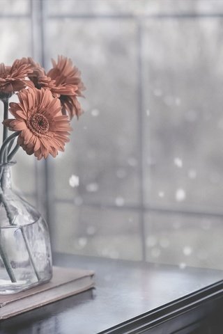 Обои цветы, фон, стол, букет, герберы, flowers, background, table, bouquet, gerbera разрешение 1920x1282 Загрузить