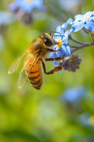 Обои цветы, макро, насекомое, растение, пчела, незабудка, flowers, macro, insect, plant, bee, forget-me-not разрешение 2560x1547 Загрузить