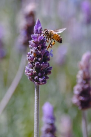 Обои цветы, насекомое, лаванда, пчела, flowers, insect, lavender, bee разрешение 2048x1299 Загрузить