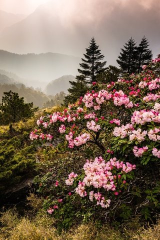 Обои цветы, горы, природа, туман, тайвань, азалия, рододендрон, jeff lee, flowers, mountains, nature, fog, taiwan, azalea, rhododendron разрешение 2048x1368 Загрузить