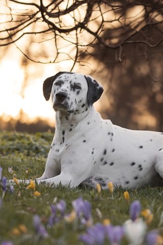 Обои цветы, природа, ветки, собака, далматин, далматинец, крокусы, flowers, nature, branches, dog, dalmatian, dalmatians, crocuses разрешение 6000x4000 Загрузить