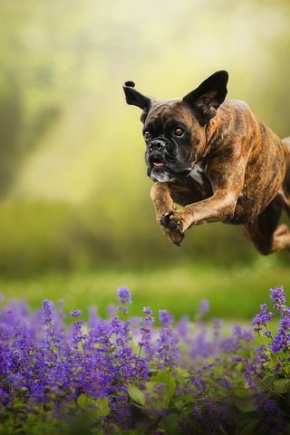 Обои цветы, собака, прыжок, бег, боке, боксер, flowers, dog, jump, running, bokeh, boxer разрешение 2048x1287 Загрузить