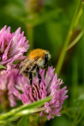 Обои цветы, трава, клевер, насекомое, пчела, полевые цветы, flowers, grass, clover, insect, bee, wildflowers разрешение 2319x1550 Загрузить