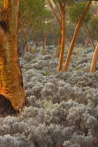 Обои деревья, стволы, австралия, эвкалипт, trees, trunks, australia, eucalyptus разрешение 1920x1200 Загрузить