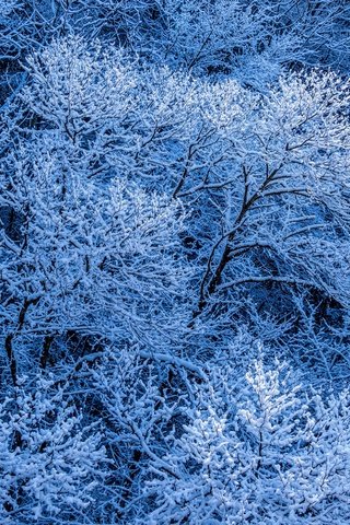 Обои деревья, снег, лес, зима, ветки, иней, trees, snow, forest, winter, branches, frost разрешение 2880x1964 Загрузить