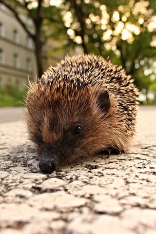 Обои дорога, город, животное, ежик, еж, road, the city, animal, hedgehog разрешение 5184x3456 Загрузить