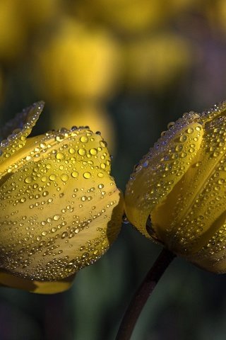 Обои цветы, бутоны, капли, тюльпаны, желтые, flowers, buds, drops, tulips, yellow разрешение 2000x1330 Загрузить