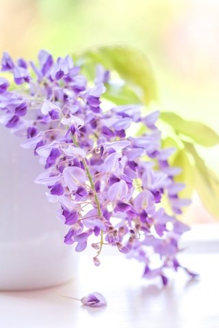 Обои цветы, кисть, соцветие, глициния, вистерия, flowers, brush, inflorescence, wisteria разрешение 2400x1600 Загрузить