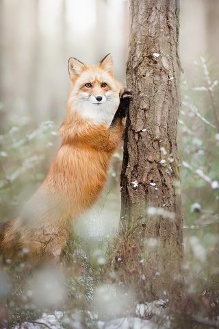 Обои лес, зима, лиса, лисица, животное, forest, winter, fox, animal разрешение 2048x1366 Загрузить