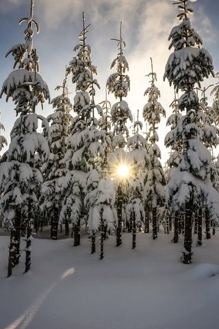 Обои деревья, лес, зима, утро, ели, еди, солнечный свет, trees, forest, winter, morning, ate, edi, sunlight разрешение 2048x1412 Загрузить