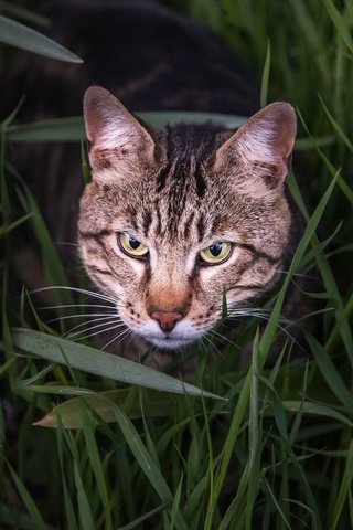 Обои глаза, морда, цветы, трава, кот, взгляд, бенгальская кошка, eyes, face, flowers, grass, cat, look, bengal cat разрешение 2048x1367 Загрузить