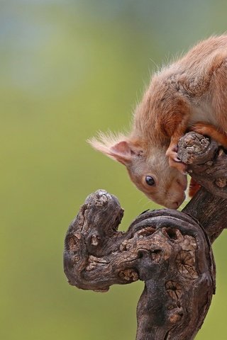 Обои природа, грызун, фон, рыжая, животное, белка, коряга, хвост, белочка, nature, rodent, background, red, animal, protein, snag, tail, squirrel разрешение 2048x1219 Загрузить