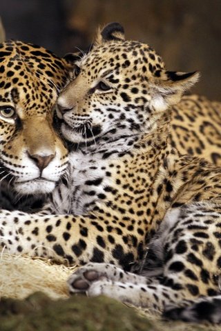 Обои ягуар, семья, дикая кошка, детеныш, ягуары, jaguar, family, wild cat, cub, jaguars разрешение 4440x3096 Загрузить