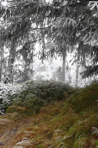 Обои трава, деревья, снег, природа, лес, зима, иней, grass, trees, snow, nature, forest, winter, frost разрешение 3840x2160 Загрузить