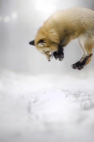 Обои снег, зима, прыжок, лиса, лисица, животное, snow, winter, jump, fox, animal разрешение 2048x1365 Загрузить
