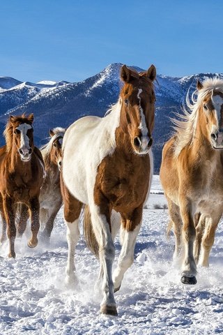 Обои снег, зима, лошади, кони, табун, snow, winter, horse, horses, the herd разрешение 2048x1365 Загрузить