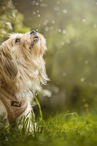 Обои трава, цветение, собака, боке, dackelpuppy, maggie, grass, flowering, dog, bokeh разрешение 2048x1353 Загрузить