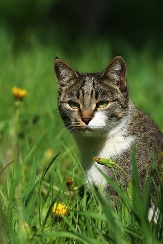 Обои цветы, зелень, кот, кошка, травка, мордашка, одуванчики, киса, flowers, greens, cat, weed, face, dandelions, kitty разрешение 1920x1280 Загрузить