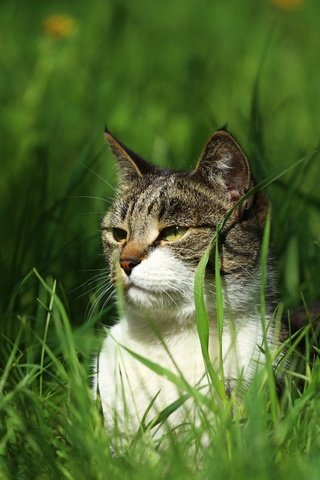 Обои глаза, зелень, кот, мордочка, кошка, взгляд, травка, киса, eyes, greens, cat, muzzle, look, weed, kitty разрешение 1920x1280 Загрузить