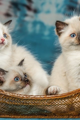 Обои животные, кошки, котята, корзинка, троица, рэгдолл, animals, cats, kittens, basket, trinity, ragdoll разрешение 2048x1447 Загрузить