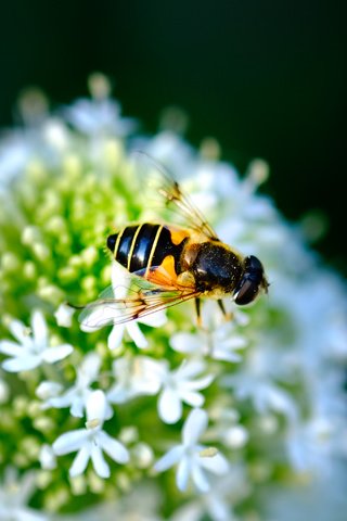 Обои насекомое, цветок, черный фон, муха, журчалка, jazzmatica, insect, flower, black background, fly, gorzalka разрешение 4896x2760 Загрузить