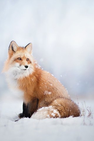 Обои снег, зима, лиса, лисица, животное, snow, winter, fox, animal разрешение 1920x1200 Загрузить