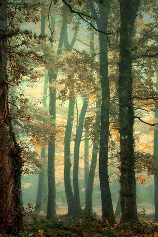 Обои деревья, природа, лес, осень, trees, nature, forest, autumn разрешение 1920x1200 Загрузить