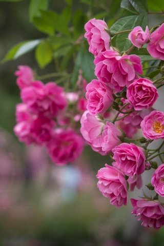 Обои цветы, розы, розовый, куст, flowers, roses, pink, bush разрешение 1920x1200 Загрузить