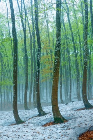 Обои деревья, природа, лес, зима, стволы, bing, trees, nature, forest, winter, trunks разрешение 1920x1200 Загрузить