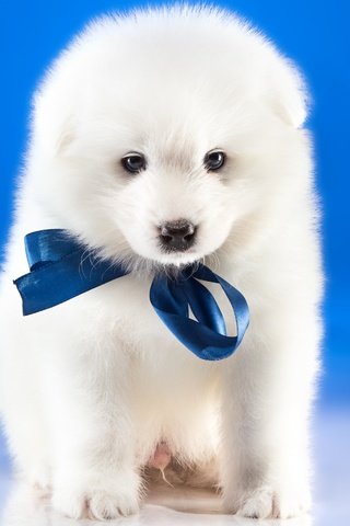 Обои собака, щенок, бантик, самоед, самоедская лайка, dog, puppy, bow, samoyed, samoyed husky разрешение 2880x1800 Загрузить