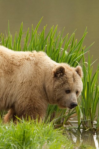 Обои трава, вода, медведь, бурый медведь, grass, water, bear, brown bear разрешение 1920x1200 Загрузить