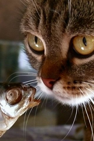 Обои кот, мордочка, кошка, взгляд, рыбка, рыба, cat, muzzle, look, fish разрешение 1920x1200 Загрузить