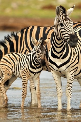 Обои вода, зебра, животные, водопой, зебры, water, zebra, animals, drink разрешение 2560x1600 Загрузить