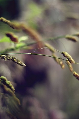 Обои трава, природа, макро, фон, роса, капли, дождь, колоски, grass, nature, macro, background, rosa, drops, rain, spikelets разрешение 1920x1200 Загрузить