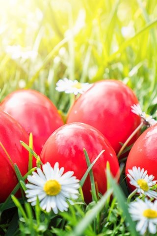 Обои цветы, трава, ромашки, корзина, пасха, яйца крашеные, flowers, grass, chamomile, basket, easter, the painted eggs разрешение 5184x3456 Загрузить