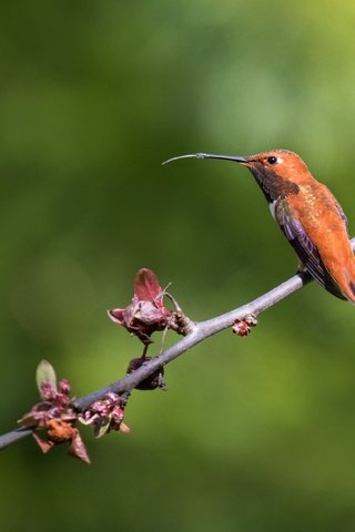 Обои ветка, природа, фон, птица, клюв, перья, колибри, branch, nature, background, bird, beak, feathers, hummingbird разрешение 3765x2510 Загрузить