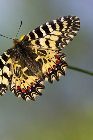 Обои макро, бабочка, боке, macro, butterfly, bokeh разрешение 1920x1200 Загрузить