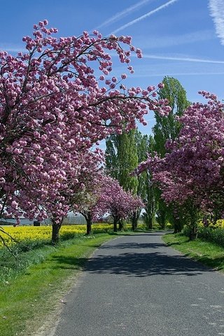 Обои небо, дорога, деревья, солнце, цветение, поля, весна, рапс, the sky, road, trees, the sun, flowering, field, spring, rape разрешение 1920x1200 Загрузить