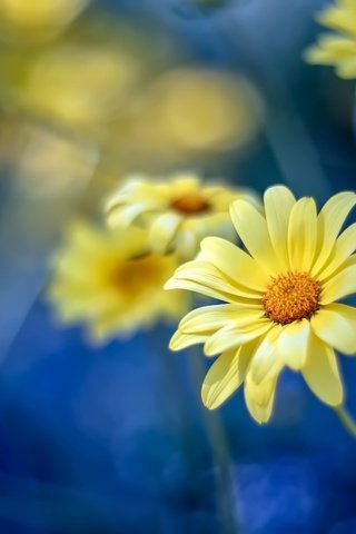 Обои цветы, природа, размытость, весна, ромашки, flowers, nature, blur, spring, chamomile разрешение 2500x1712 Загрузить