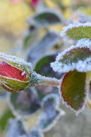 Обои снег, листья, цветок, иней, роза, бутон, snow, leaves, flower, frost, rose, bud разрешение 1920x1200 Загрузить