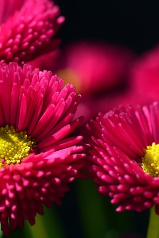 Обои цветы, лепестки, маргаритки, flowers, petals, daisy разрешение 3840x2400 Загрузить